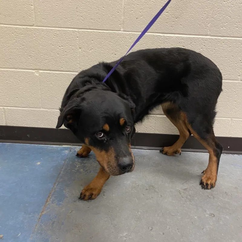 An adult large-sized female Black Mixed Breed dog named Apple for adoption in Memphis, TN