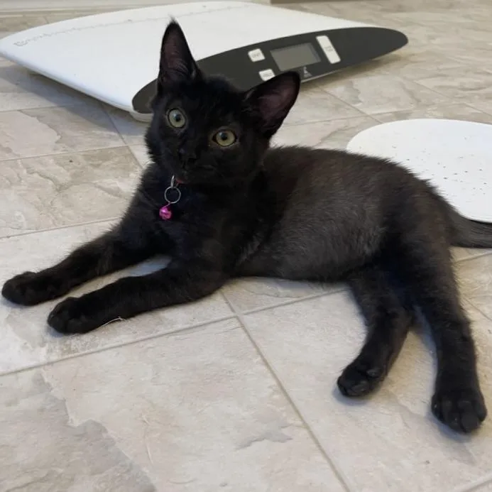 A baby small-sized female Brown / Chocolate Domestic Short Hair cat named Sweet BBQ for adoption in Las Vegas, NV