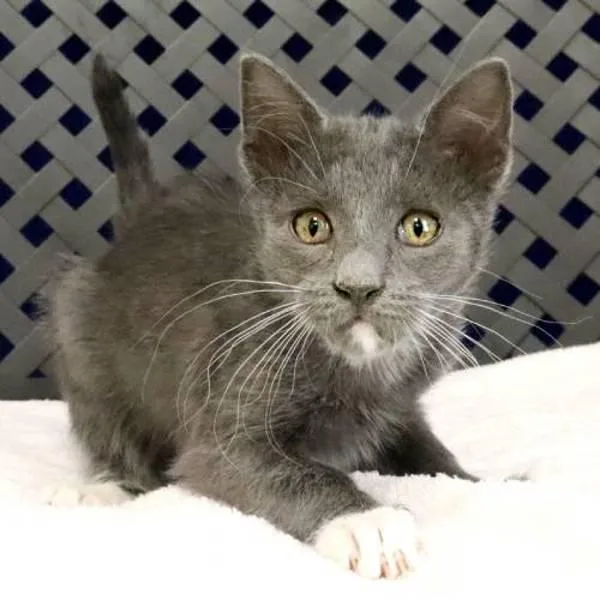 A baby small-sized male Domestic Long Hair cat named Billy for adoption in Midland, TX