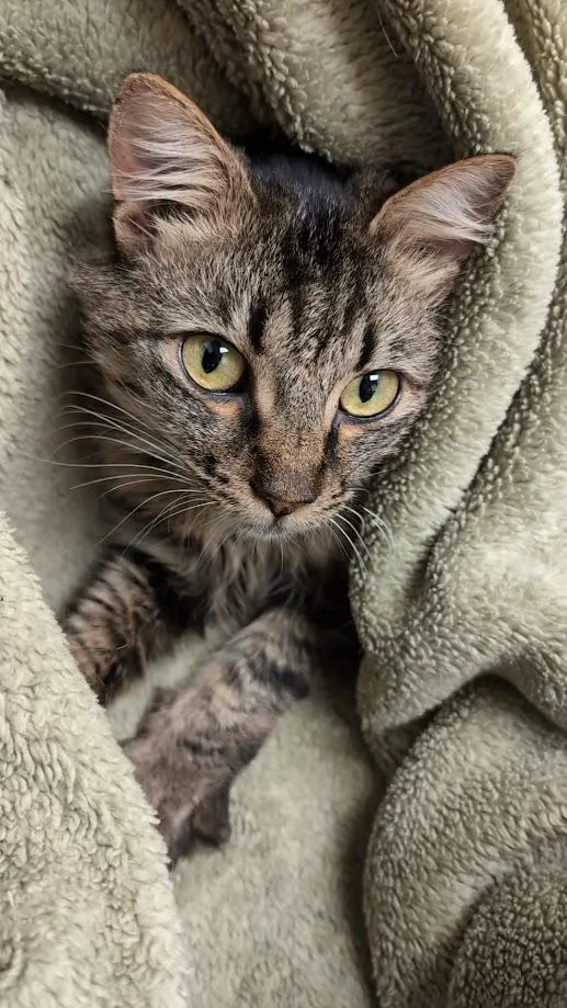 An adult medium-sized female Tabby (Buff / Tan / Fawn) Domestic Long Hair cat named Ariel for adoption in Santa Rosa, CA