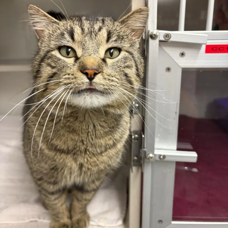 Irish Breakfast Meet Me