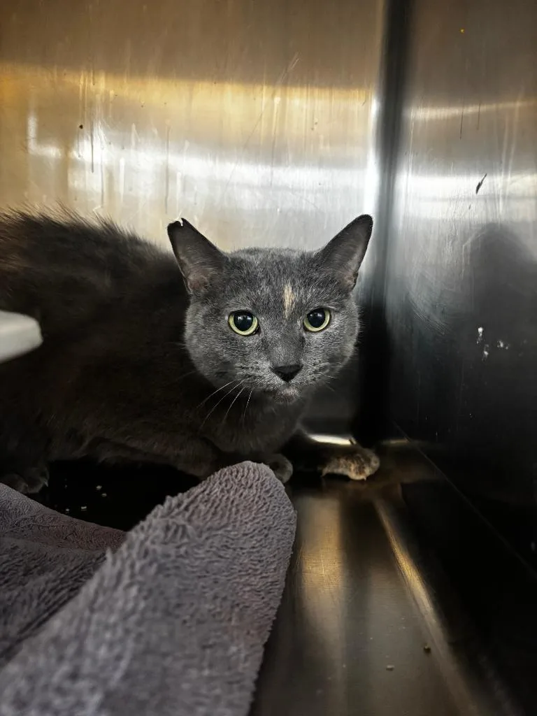 An adult medium-sized female Domestic Short Hair cat named Ophelia for adoption in Lima, OH