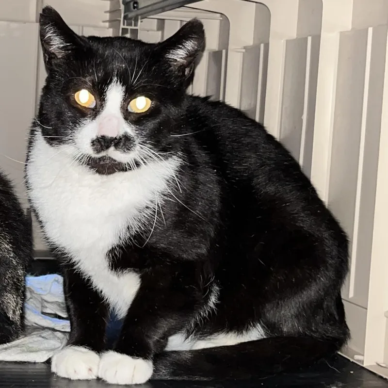 A senior large-sized male Black Domestic Short Hair cat named Bones for adoption in Los Angeles, CA