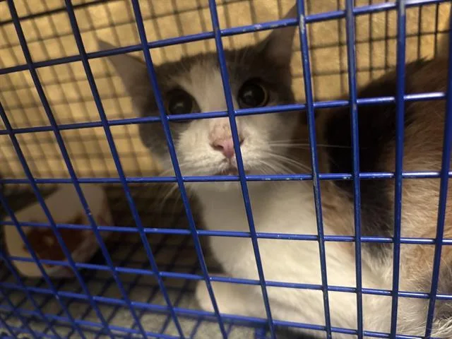 A young large-sized female Domestic Short Hair cat named Brooke for adoption in Dallas, TX