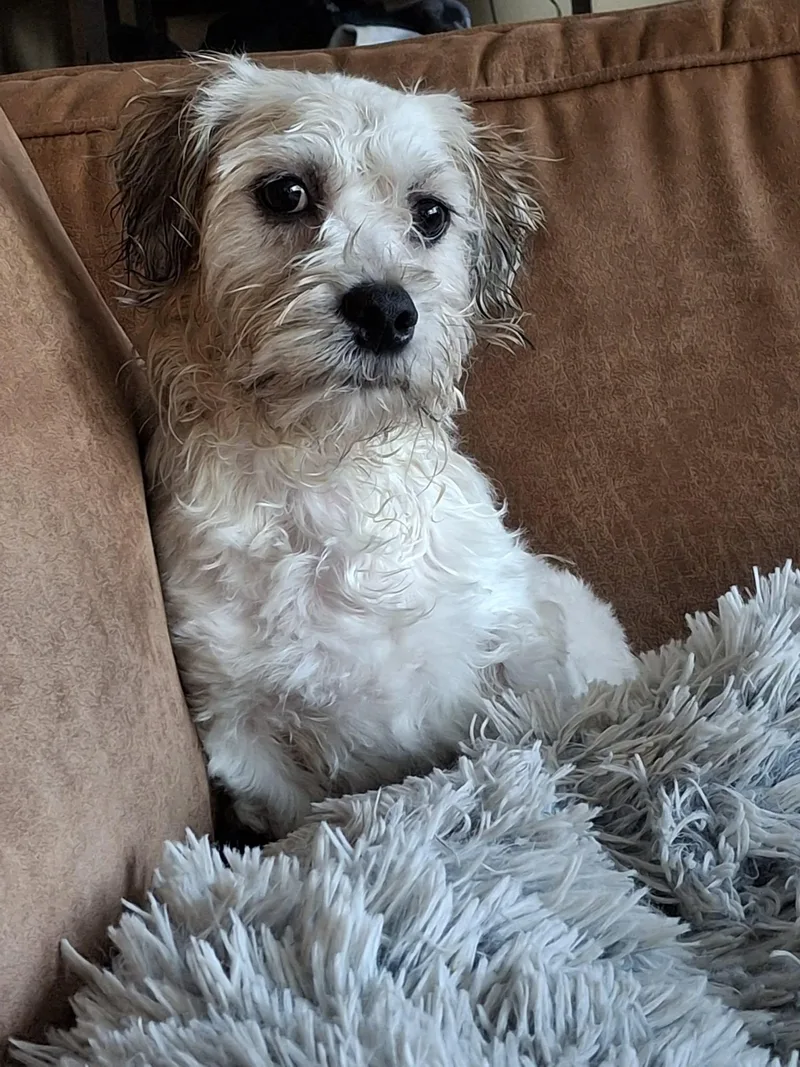 Augie