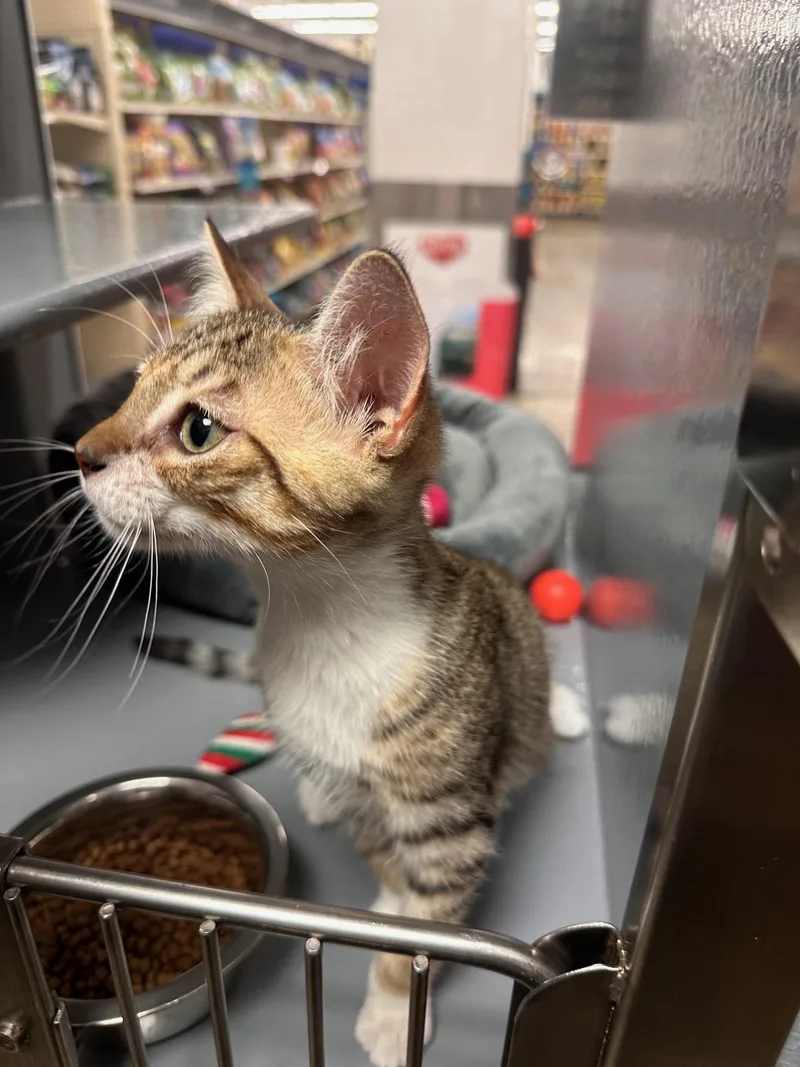 A baby medium-sized male Tabby (Tiger Striped) Domestic Short Hair cat named Silver for adoption in Wantagh, NY