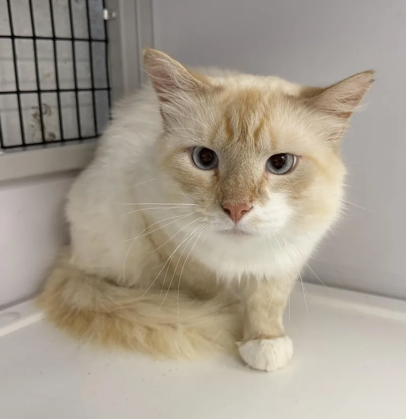 An adult large-sized male Flame Point Domestic Long Hair cat named LOCAL CAT Washington for adoption in Clayville, RI