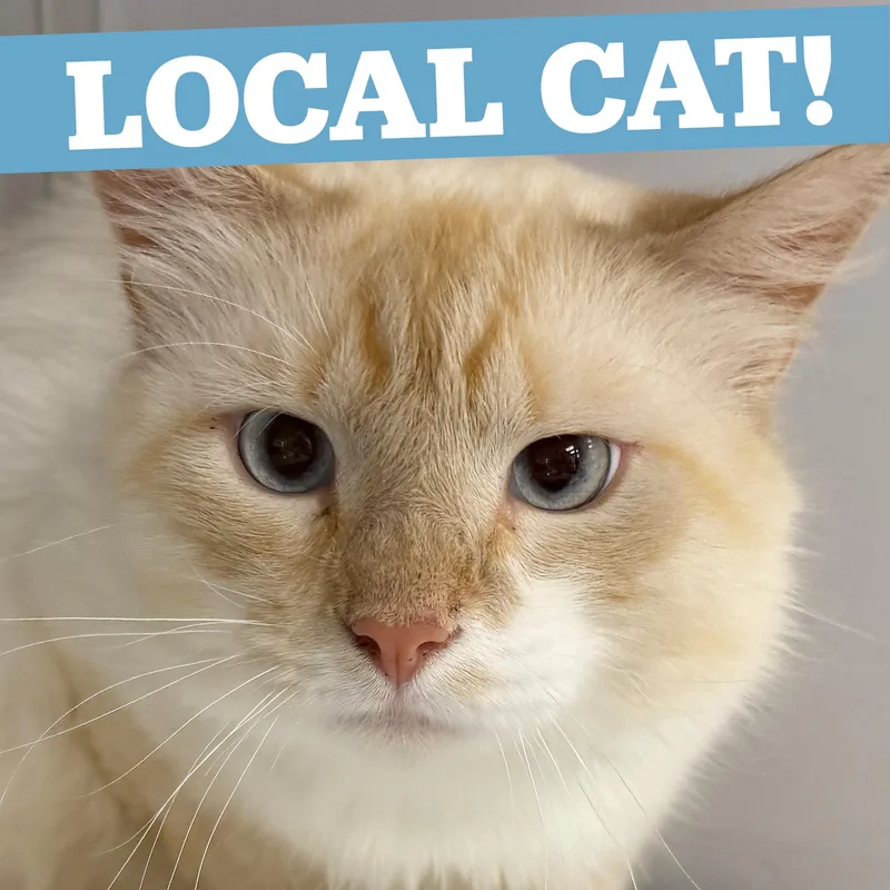 LOCAL CAT  Washington thumbnail 2