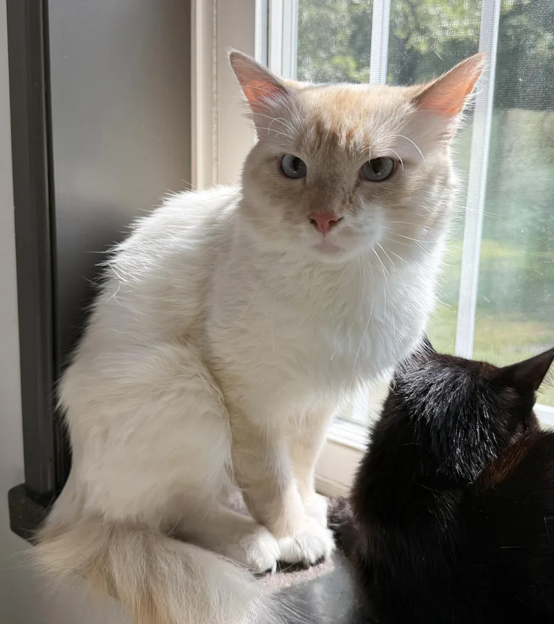 LOCAL CAT  Washington thumbnail 3