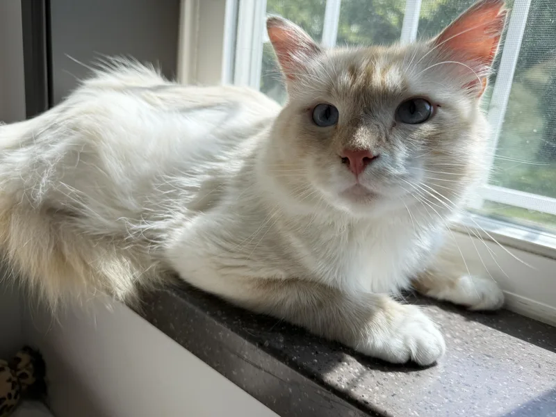 LOCAL CAT  Washington thumbnail 5