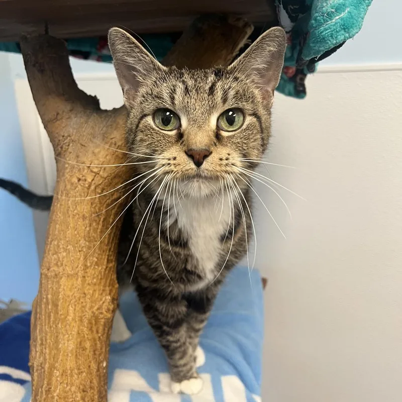A senior medium-sized female Brown / Chocolate Domestic Short Hair cat named Karma for adoption in Arlington Heights, IL