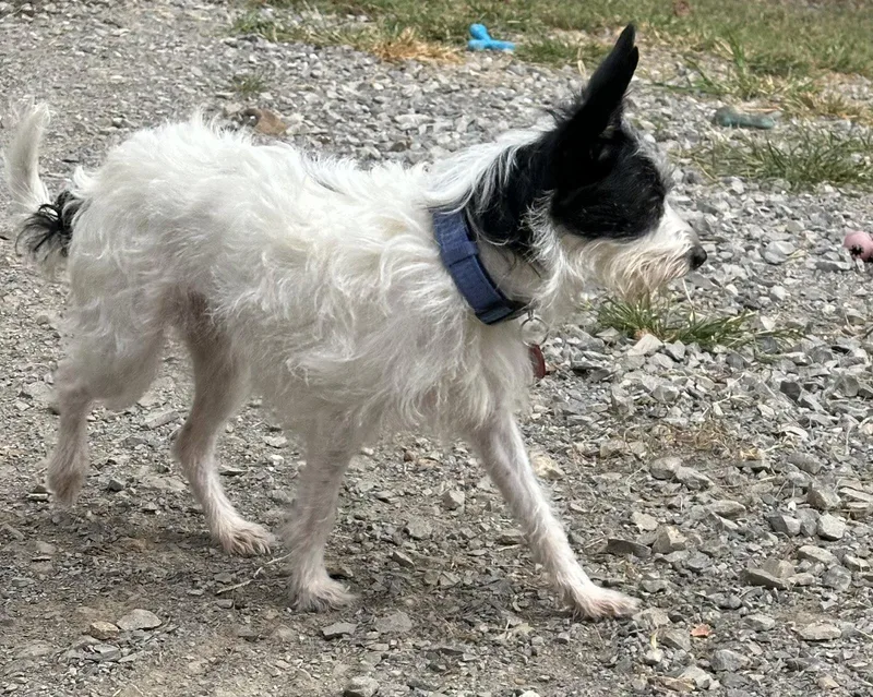 An adult medium-sized female Terrier dog named Skye for adoption in Nashville, TN
