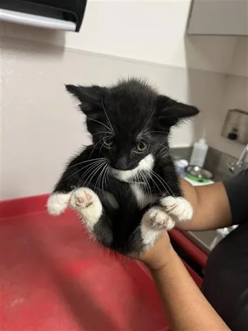 A baby medium-sized female Domestic Short Hair cat named A for adoption in Houston, TX