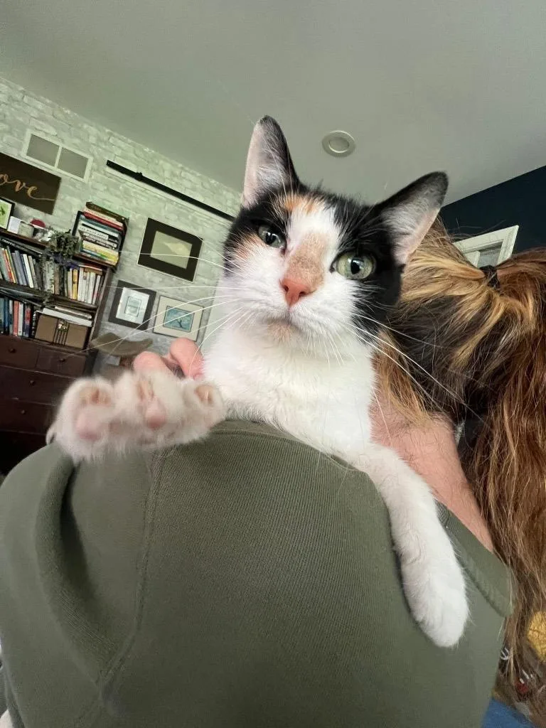 A young small-sized female American Shorthair cat named Magnolia for adoption in Charlotte, MI