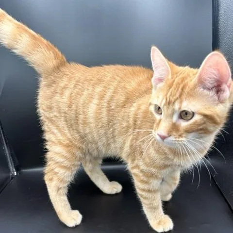 A baby medium-sized male Tabby (Orange / Red) Domestic Short Hair cat named Nugget for adoption in Springfield, MO