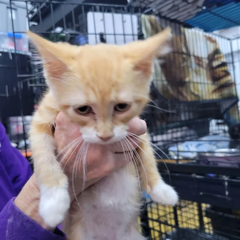A baby medium-sized male Domestic Short Hair cat named Jack for adoption in St. Cloud, MN