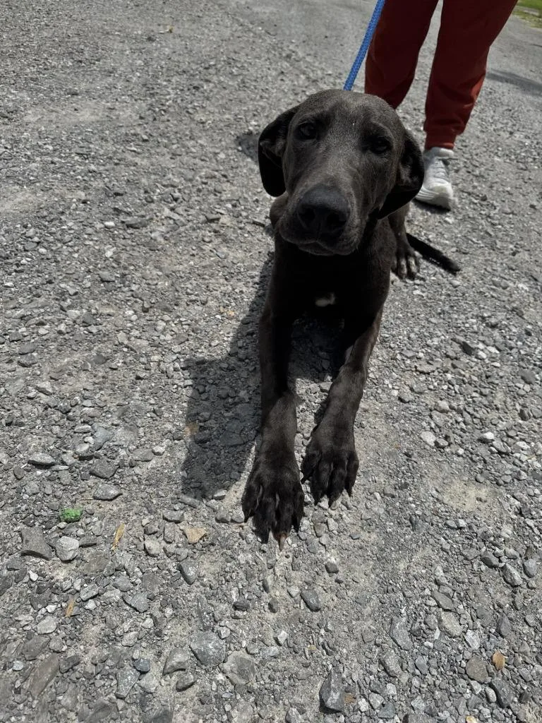 Ajax