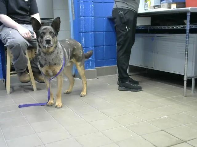 An adult small-sized male Australian Cattle Dog / Blue Heeler dog named Roochie for adoption in Albuquerque, NM