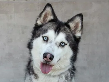 An adult large-sized male Siberian Husky dog named Draco for adoption in Longmont, CO
