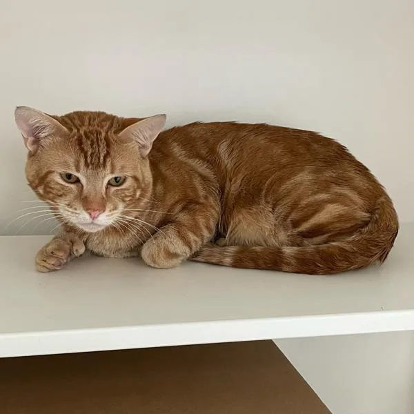 An adult small-sized male Domestic Short Hair cat named Basketball Wizard Bonded for adoption in Des Moines, IA