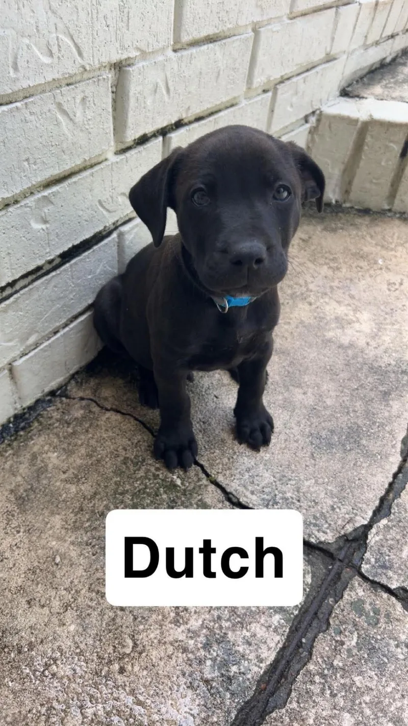Dutch