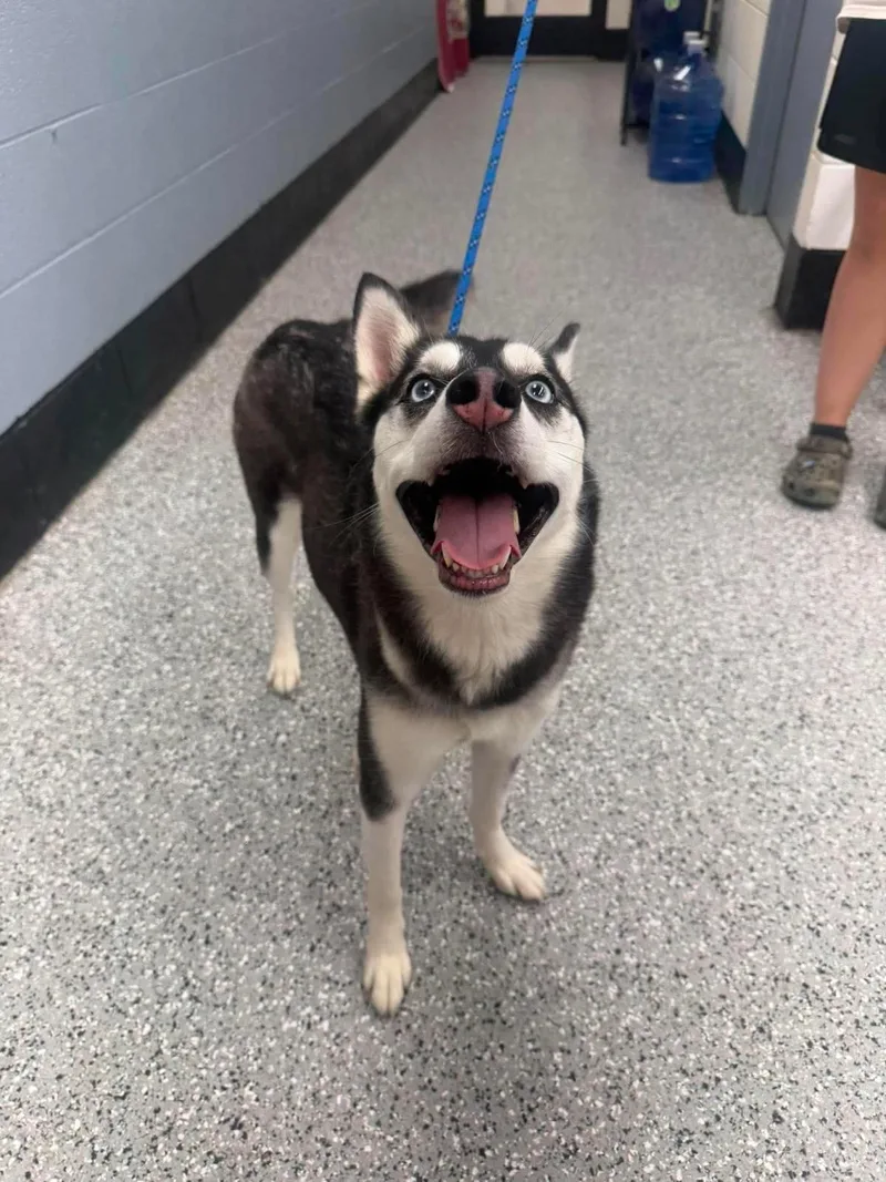 An adult medium-sized female Husky dog named Shadow for adoption in Front Royal, VA