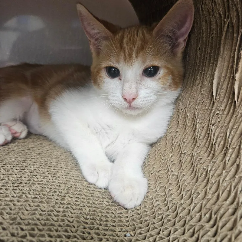 A baby small-sized female Orange / Red Domestic Short Hair cat named Gina for adoption in Grantsville, UT