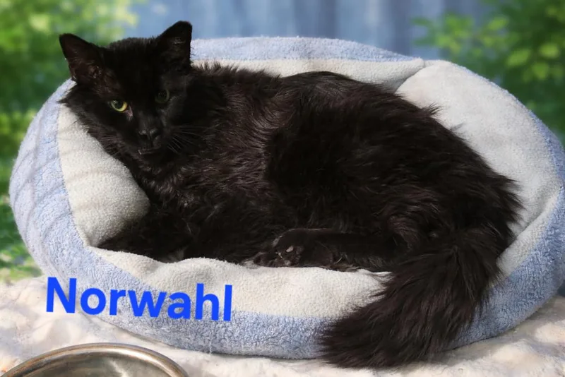 Norwahl Fka Squid thumbnail 2