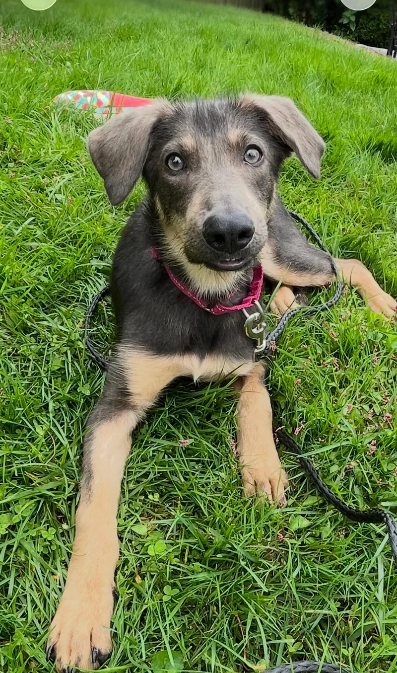A baby large-sized female Black German Shepherd Dog dog named Vespar for adoption in New Rochelle, NY