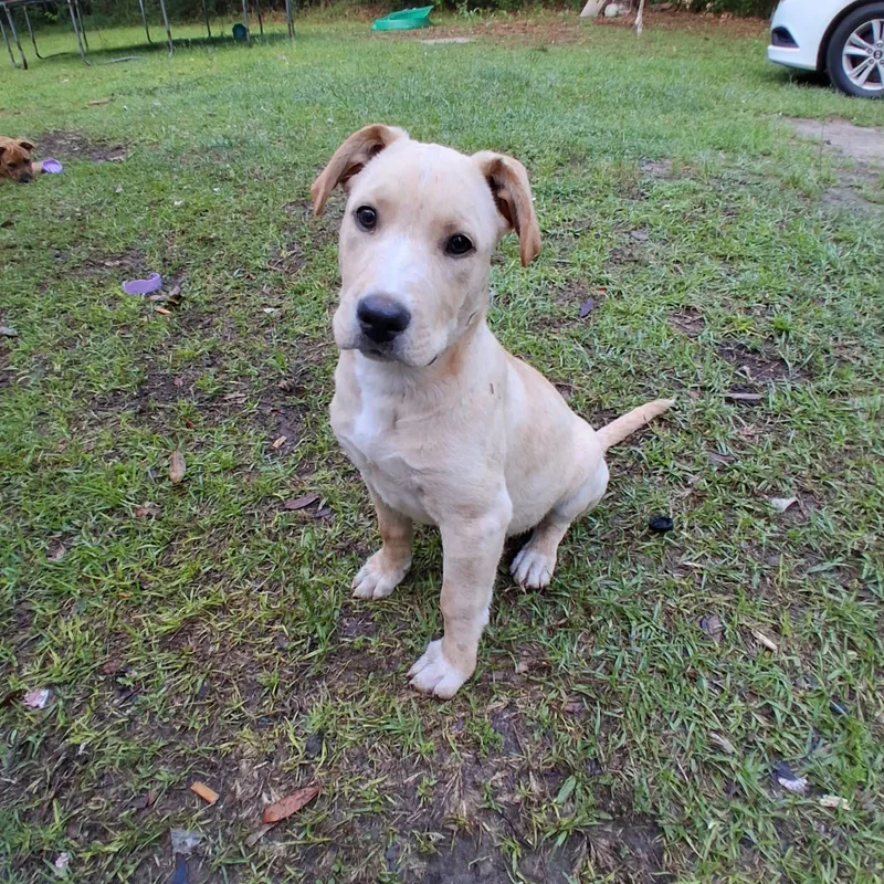 A young medium-sized male Yellow / Tan / Blond / Fawn Labrador Retriever dog named Charlie for adoption in Mobile , AL