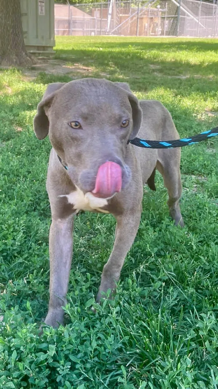 A young medium-sized female Gray / Blue / Silver Pit Bull Terrier dog named Regina for adoption in Springfield, IL