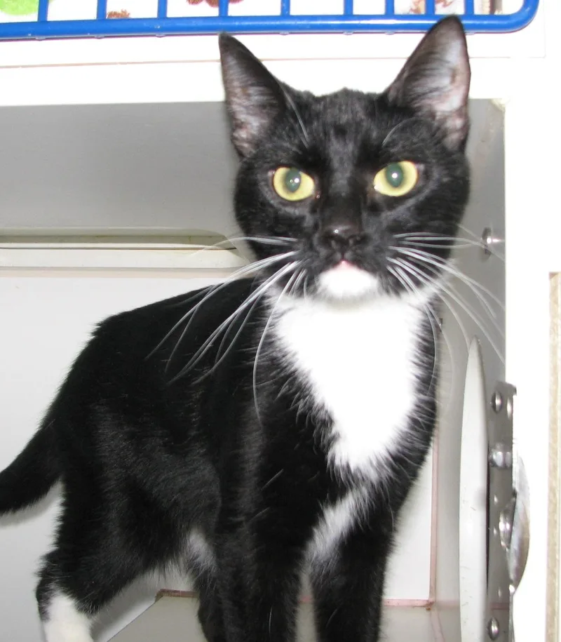 An adult medium-sized female Black & White / Tuxedo Tuxedo cat named Audrey for adoption in Lawrenceburg, KY