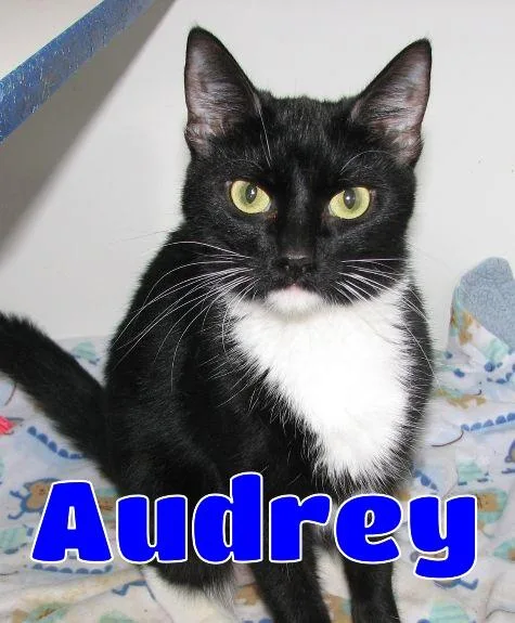 Audrey thumbnail 3