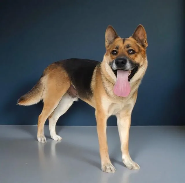 A young medium-sized male German Shepherd Dog dog named Rocky for adoption in Gardena, CA