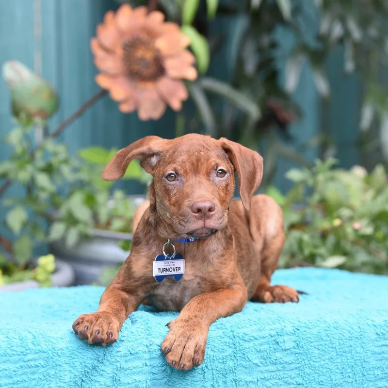 A baby small-sized male Yellow / Tan / Blond / Fawn Hound dog named Turnover for adoption in Wake Forest, NC