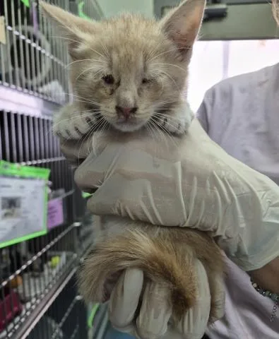 A baby small-sized male Domestic Short Hair cat named Magick for adoption in Pensacola, FL