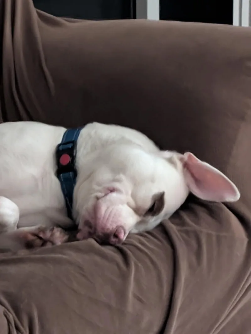 Willow thumbnail 4