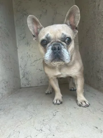 An adult small-sized female Mixed Breed dog named Paris for adoption in West Palm Beach, FL