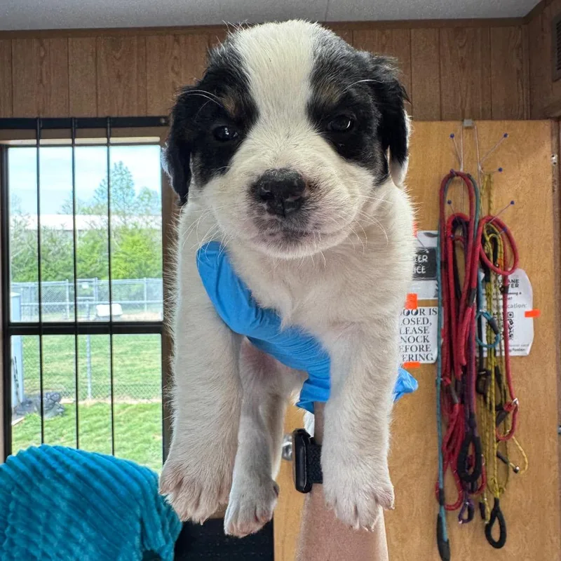 A baby small-sized male White / Cream Mixed Breed dog named Olaplex for adoption in LOXAHATCHEE, FL