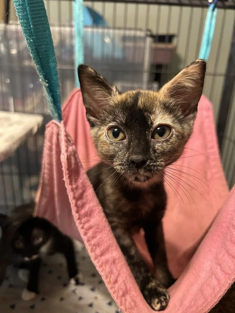 A baby small-sized female Domestic Short Hair cat named Aasha for adoption in Orlando, FL