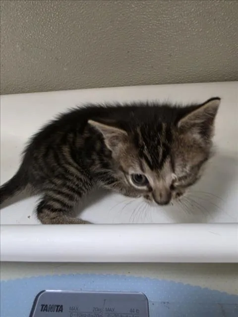 A baby small-sized female Domestic Short Hair cat named Teresita for adoption in Tracy, CA