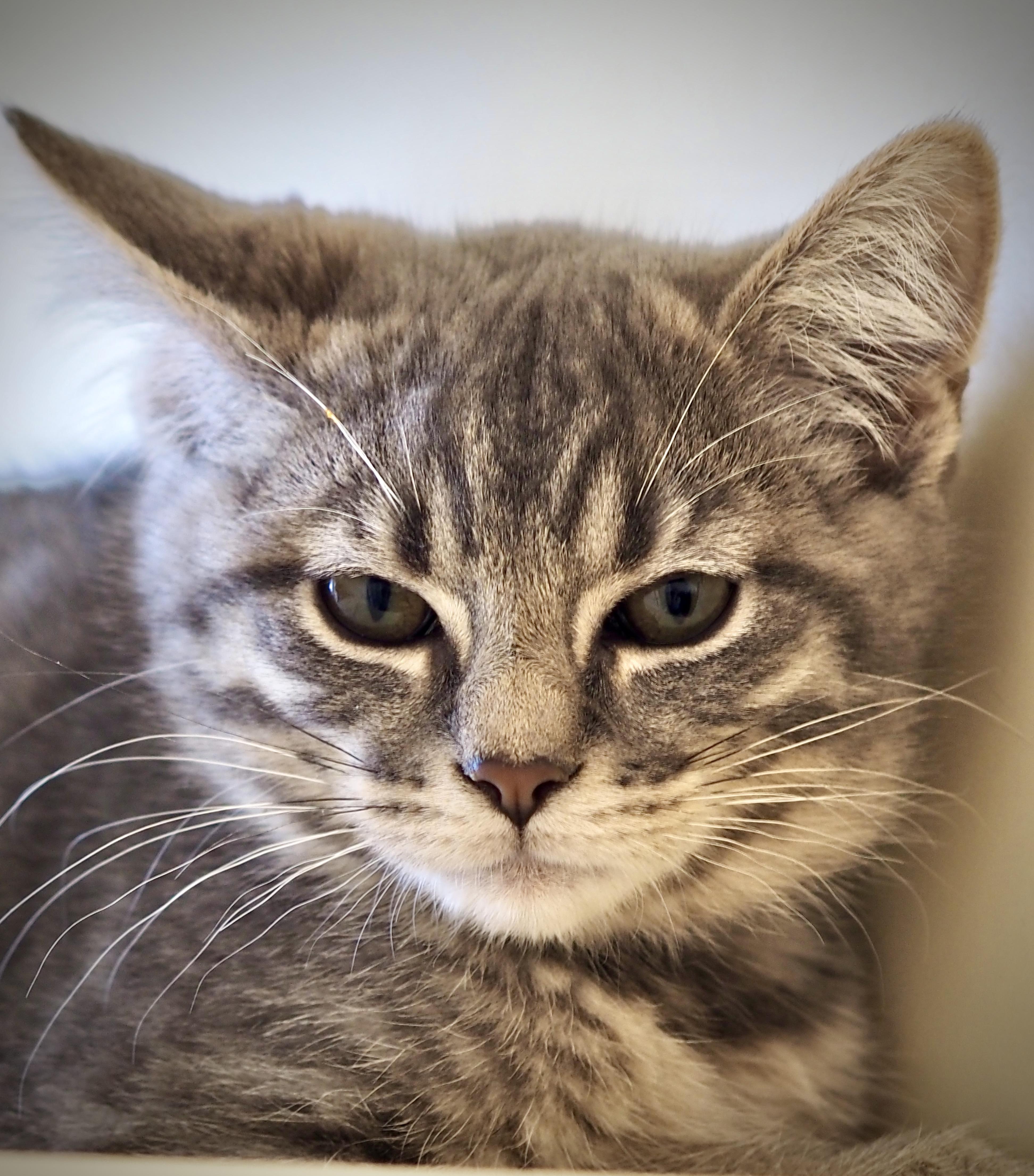 A baby medium-sized male Domestic Short Hair cat named Ethan for adoption in Buena Vista, CO