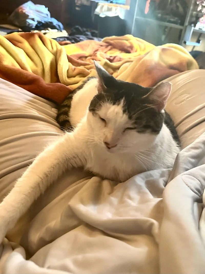 Serenity thumbnail 4