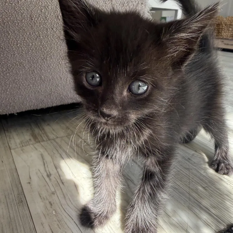 A young small-sized male Black Domestic Short Hair cat named Tao for adoption in Tustin, CA
