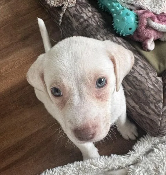 A baby medium-sized male White / Cream Black Mouth Cur dog named Baby Tank for adoption in Washington, DC