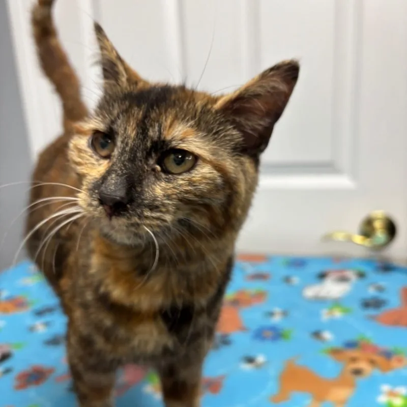 A baby small-sized female Tortoiseshell Domestic Medium Hair cat named Reba for adoption in Granville, OH