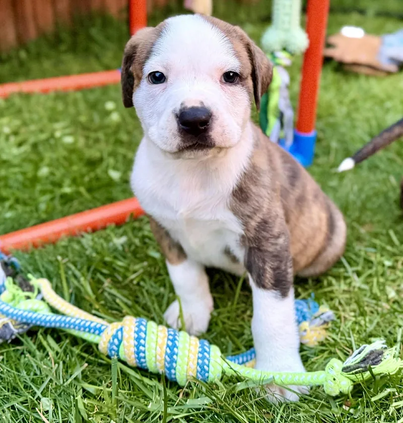 A baby large-sized male Brindle Pit Bull Terrier dog named Slugger for adoption in Silvana, WA