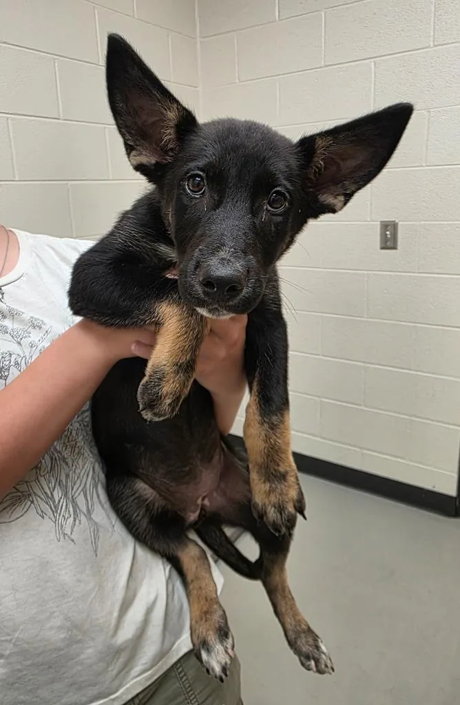 A baby large-sized female German Shepherd Dog dog named Rae for adoption in Greeneville, TN