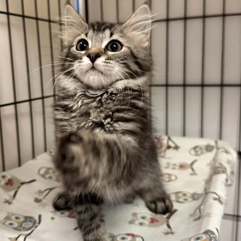 A baby medium-sized male Domestic Medium Hair cat named Mohawk for adoption in Candler, NC