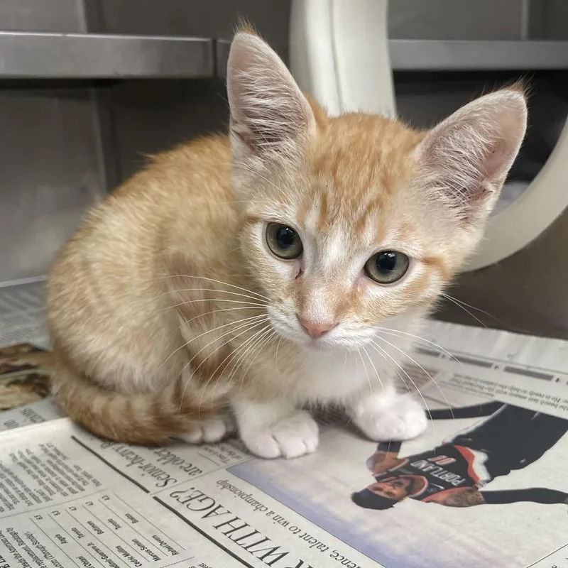 A baby small-sized female Orange / Red Domestic Short Hair cat named Macarena for adoption in Hawthorne, CA